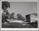 Tobacco barns at the crossroads near Hightowers and Prospect Hill. Caswell County, North Carolina.