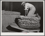 Farmers unloading their tobacco from their trailer to the baskets the night before auction sale in Hughes warehouse. Danville, Virginia.
