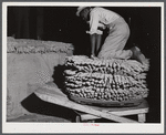 Farmers unloading their tobacco from their trailer to the baskets the night before auction sale in Hughes warehouse. Danville, Virginia.