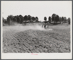 Discing and preparing land before planting winter grain crop on Wood's farm, a few miles north of Yanceyville on Danville road. Caswell County, North Carolina.