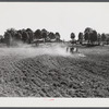 Discing and preparing land before planting winter grain crop on Wood's farm, a few miles north of Yanceyville on Danville road. Caswell County, North Carolina.