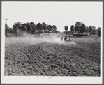 Discing and preparing land before planting winter grain crop on Wood's farm, a few miles north of Yanceyville on Danville road. Caswell County, North Carolina.