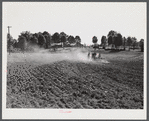 Discing and preparing land before planting winter grain crop on Wood's farm, a few miles north of Yanceyville on Danville road. Caswell County, North Carolina.