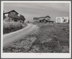 Tobacco barns and cigarette advertisements on country road in Prospect Hill section. Caswell County, North Carolina.