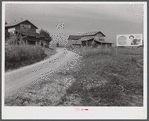 Tobacco barns and cigarette advertisements on country road in Prospect Hill section. Caswell County, North Carolina.