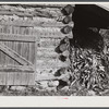 Tobacco barn with corn stalks stored under its shed for winter fodder near Prospect Hill. Caswell County, North Carolina.