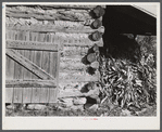 Tobacco barn with corn stalks stored under its shed for winter fodder near Prospect Hill. Caswell County, North Carolina.