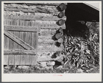 Tobacco barn with corn stalks stored under its shed for winter fodder near Prospect Hill. Caswell County, North Carolina.