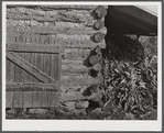 Tobacco barn with corn stalks stored under its shed for winter fodder near Prospect Hill. Caswell County, North Carolina.