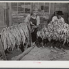 Mr. W.H. Willis, FSA (Farm Security Administration) borrower, and his helper grading and stripping tobacco in the pack house in his farm near Yanceyville. Caswell County, North Carolina.