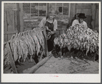 Mr. W.H. Willis, FSA (Farm Security Administration) borrower, and his helper grading and stripping tobacco in the pack house in his farm near Yanceyville. Caswell County, North Carolina.