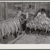 Mr. W.H. Willis, FSA (Farm Security Administration) borrower, and his helper grading and stripping tobacco in the pack house in his farm near Yanceyville. Caswell County, North Carolina.