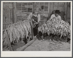 Mr. W.H. Willis, FSA (Farm Security Administration) borrower, and his helper grading and stripping tobacco in the pack house in his farm near Yanceyville. Caswell County, North Carolina.