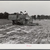 Harvesting soybean seed on the Roger's farm with a co-op combine purchased by Emery M. Hooper through a FSA (Farm Security Administration) community service loan. Corbett Ridge section, Caswell County, North Carolina.