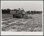 Harvesting soybean seed on the Roger's farm with a co-op combine purchased by Emery M. Hooper through a FSA (Farm Security Administration) community service loan. Corbett Ridge section, Caswell County, North Carolina.