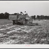 Harvesting soybean seed on the Roger's farm with a co-op combine purchased by Emery M. Hooper through a FSA (Farm Security Administration) community service loan. Corbett Ridge section, Caswell County, North Carolina.