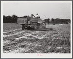 Harvesting soybean seed on the Roger's farm with a co-op combine purchased by Emery M. Hooper through a FSA (Farm Security Administration) community service loan. Corbett Ridge section, Caswell County, North Carolina.