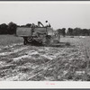 Harvesting soybean seed on the Roger's farm with a co-op combine purchased by Emery M. Hooper through a FSA (Farm Security Administration) community service loan. Corbett Ridge section, Caswell County, North Carolina.