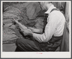 Sharecropper on Emery M. Hooper's farm grading tobacco in his pack house before taking it to the market for auction sale.  Corbett Ridge Section, North Carolina.