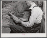 Sharecropper on Emery M. Hooper's farm grading tobacco in his pack house before taking it to the market for auction sale.  Corbett Ridge Section, North Carolina.