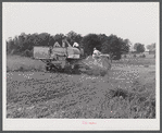Harvesting soybean seed on the Roger's farm with a co-op combine purchased by Emery M. Hooper through a FSA (Farm Security Administration) community service loan. Corbett Ridge section, Caswell County, North Carolina.