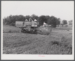 Harvesting soybean seed on the Roger's farm with a co-op combine purchased by Emery M. Hooper through a FSA (Farm Security Administration) community service loan. Corbett Ridge section, Caswell County, North Carolina.