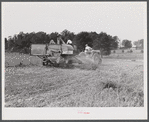 Harvesting soybean seed on the Roger's farm with a co-op combine purchased by Emery M. Hooper through a FSA (Farm Security Administration) community service loan. Corbett Ridge section, Caswell County, North Carolina.