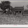 In the fall of the year after the crops are up many tenants and sharecroppers move into another farm. This colored family was moving from this home near Yanceyville to one near Raleigh, North Carolina.