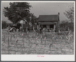 In the fall of the year after the crops are up many tenants and sharecroppers move into another farm. This colored family was moving from this home near Yanceyville to one near Raleigh, North Carolina.