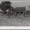 In the fall of the year after the crops are up many tenants and sharecroppers move into another farm. This colored family was moving from this home near Yanceyville to one near Raleigh, North Carolina.