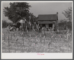 In the fall of the year after the crops are up many tenants and sharecroppers move into another farm. This colored family was moving from this home near Yanceyville to one near Raleigh, North Carolina.