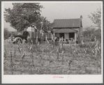 In the fall of the year after the crops are up many tenants and sharecroppers move into another farm. This colored family was moving from this home near Yanceyville to one near Raleigh, North Carolina.