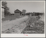 Spreading lime to increase productivity of soil before planting winter wheat on Emery M. Hopper's tobacco farm in Corbett Ridge section. Caswell County, North Carolina.