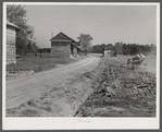 Spreading lime to increase productivity of soil before planting winter wheat on Emery M. Hopper's tobacco farm in Corbett Ridge section. Caswell County, North Carolina.