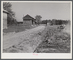 Spreading lime to increase productivity of soil before planting winter wheat on Emery M. Hopper's tobacco farm in Corbett Ridge section. Caswell County, North Carolina.