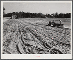 Spreading lime to increase productivity of soil before planting winter wheat on Emery M. Hopper's tobacco farm in Corbett Ridge section. Caswell County, North Carolina.