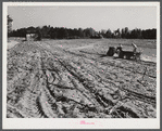 Spreading lime to increase productivity of soil before planting winter wheat on Emery M. Hopper's tobacco farm in Corbett Ridge section. Caswell County, North Carolina.