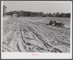 Spreading lime to increase productivity of soil before planting winter wheat on Emery M. Hopper's tobacco farm in Corbett Ridge section. Caswell County, North Carolina.