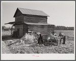 Spreading lime to increase productivity of soil before planting winter wheat on Emery M. Hooper's tobacco farm in Corbett Ridge section. Caswell County, North Carolina.