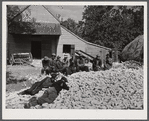 Black hands and helpers from nearby farms resting after a corn shucking before dinner on the Hooper farm. Corbett Ridge section. Caswell County, North Carolina.