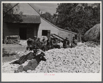 Black hands and helpers from nearby farms resting after a corn shucking before dinner on the Hooper farm. Corbett Ridge section. Caswell County, North Carolina.