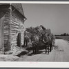 Storing corn stalks in tobacco barn for winter fodder for the stock on farm. Corbett Ridge section, Caswell County, North Carolina.