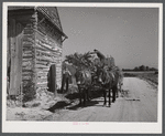Storing corn stalks in tobacco barn for winter fodder for the stock on farm. Corbett Ridge section, Caswell County, North Carolina.