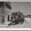 Storing corn stalks in tobacco barn for winter fodder for the stock on farm. Corbett Ridge section, Caswell County, North Carolina.