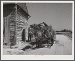 Storing corn stalks in tobacco barn for winter fodder for the stock on farm. Corbett Ridge section, Caswell County, North Carolina.