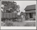 In the fall of the year after the crops are up many tenants and share croppers move into another farm. This Black family was moving from this home near Yanceyville to one near Raleigh, North Carolina. Caswell County, North Carolina.