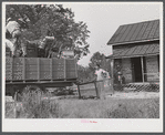 In the fall of the year after the crops are up many tenants and share croppers move into another farm. This Black family was moving from this home near Yanceyville to one near Raleigh, North Carolina. Caswell County, North Carolina.