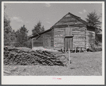 Sticks used in stripping tobacco in front of strip house on Emery Hooper's farm in Corbett Ridge section near Prospect Hill. Caswell County, North Carolina.