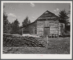 Sticks used in stripping tobacco in front of strip house on Emery Hooper's farm in Corbett Ridge section near Prospect Hill. Caswell County, North Carolina.