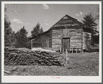 Sticks used in stripping tobacco in front of strip house on Emery Hooper's farm in Corbett Ridge section near Prospect Hill. Caswell County, North Carolina.